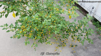 Aji Charapita - Pepper Seeds - White Hot Peppers